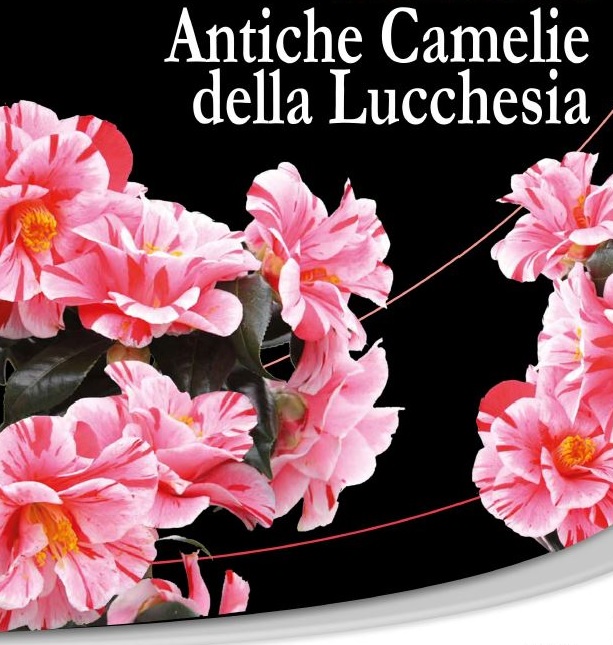 Antiche Camelie Della Lucchesia