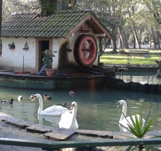 Lago Cigni Viareggio