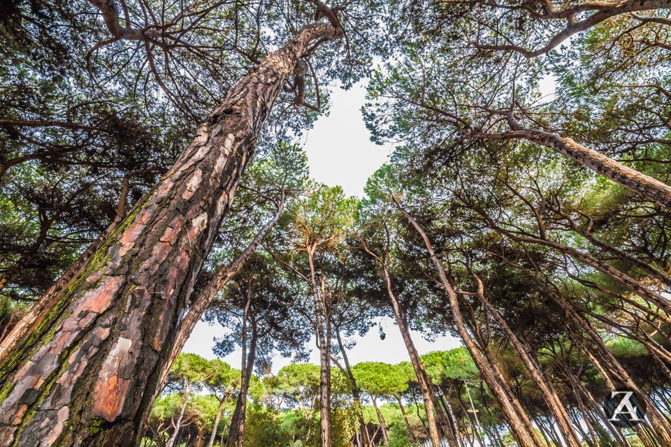 Pineta Di Ponente2