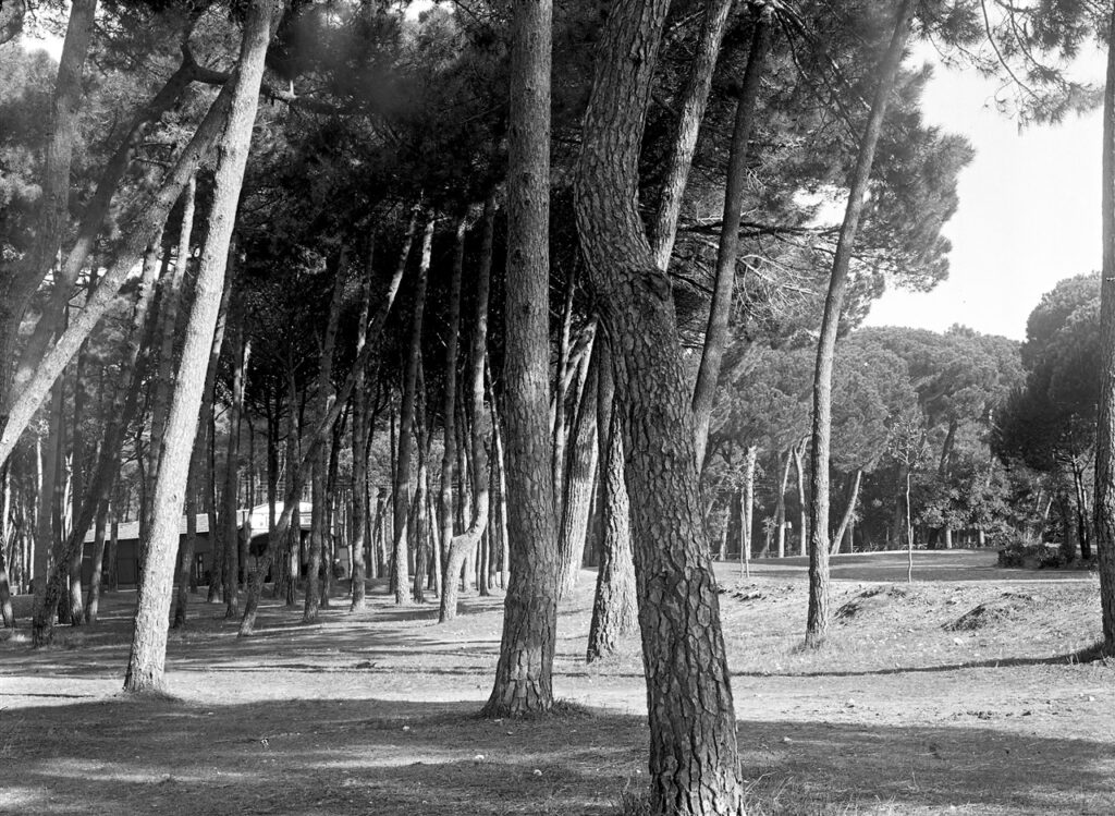 Foto Storiche Pineta 1 1024x749