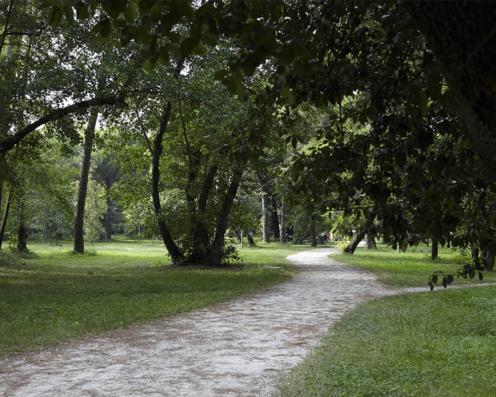 La Pineta Di Ponente Restituita Al Suo Splendore 5