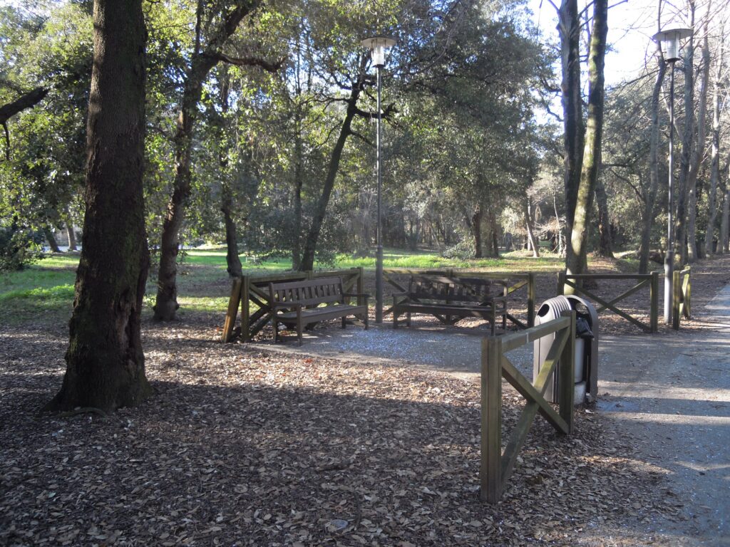 La Pineta Di Ponente Restituita Al Suo Splendore 7 1024x768