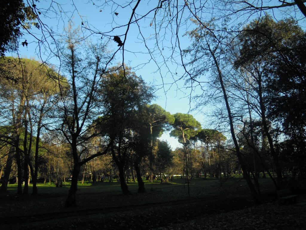 La Pineta Di Ponente Restituita Al Suo Splendore 9 1024x768