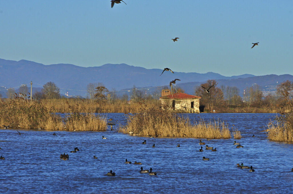 Il Lago Della Gherardesca Torna Pubblico 2 1024x680