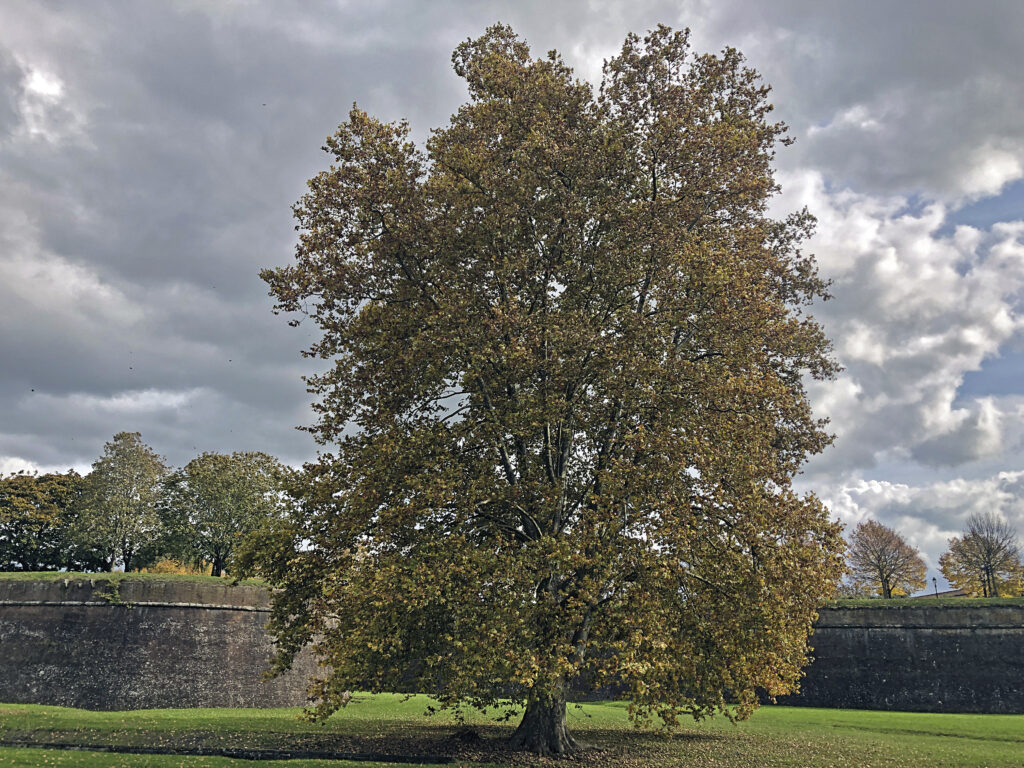 Messa A Dimora Di Nuovi Alberi 2 1024x768