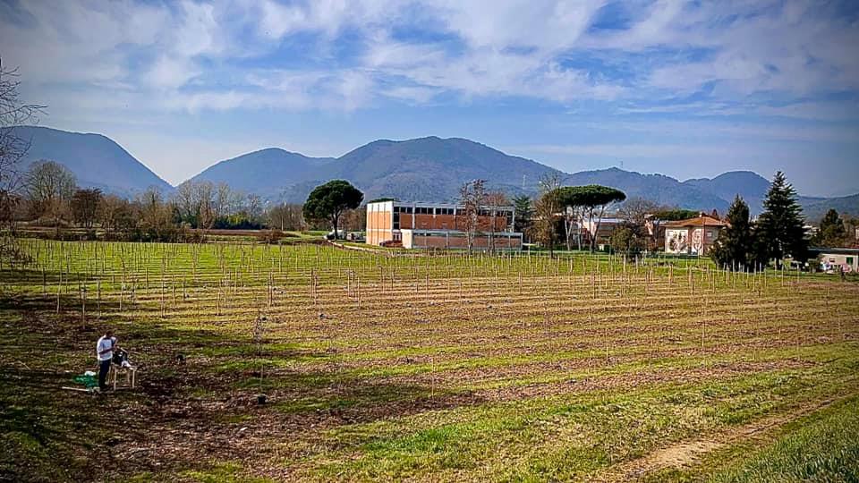 Messa A Dimora Di Nuovi Alberi 3